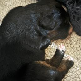 Girl 4 - female Australian Shepherd puppy in La Porte City, Iowa from KDL Homestead