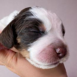 Green - Liver white and tan male English Springer Spaniel puppy in Edinburg, Texas from M L Springers/ Texas Legacy Dachshunds
