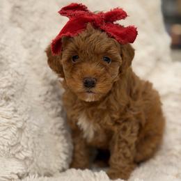 Dolly girl 3500 FREE USdelivery - Red  female Goldendoodle puppy in Mayfield, Utah from Ruff Country Doodles