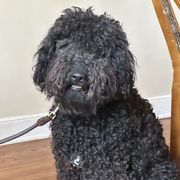 Barbet All Grown Up from Ethelred Barbet