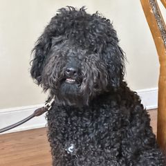 Barbet All Grown Up from Ethelred Barbet