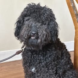 Barbet All Grown Up from Ethelred Barbet