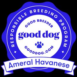 Havanese Puppies from Ameral Havanese
