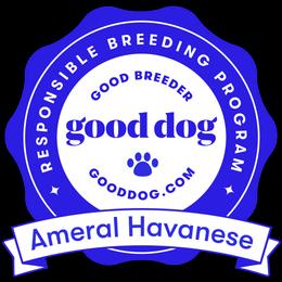 Havanese Puppies from Ameral Havanese