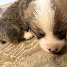 American Corgi Puppies from Highland corgis