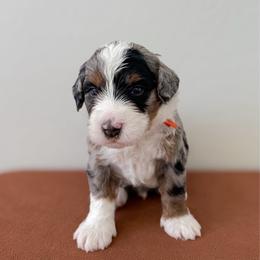 Thunder - Merle male Bernedoodle puppy in Apache Junction, Arizona from Coffey House Doodles
