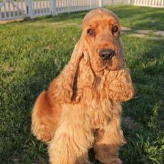 Regina - English Cocker Spaniel