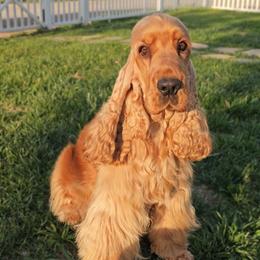 Regina - English Cocker Spaniel