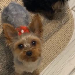 Remmi - Yorkshire Terrier
