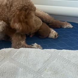 Boy 2 - Red  male Goldendoodle puppy in Elk Grove, California from Doodles by Faith