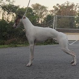 Italian Greyhound Puppies from Ruscelli Italian Greyhounds