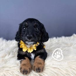 Sapphire - Phantom female Goldendoodle puppy in Utah County, Utah from Big Hearted Breeders