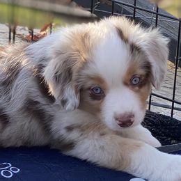 Miniature Australian Shepherd Puppies from Water's Edge Aussies