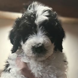 Heath - Male - Black and white Sheepadoodle puppy in Surprise, Arizona from Desert Lily Doodles