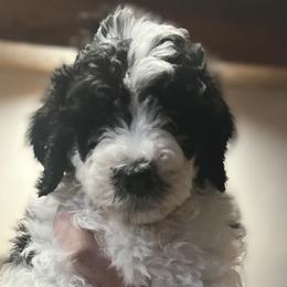 Heath - Male - Black and white Sheepadoodle puppy in Surprise, Arizona from Desert Lily Doodles