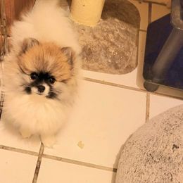 Gigi - Pomeranian