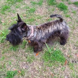 Aggy - Scottish Terrier