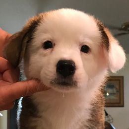 Cardigan Welsh Corgi Puppies from Stornoway Cardigan Welsh Corgis