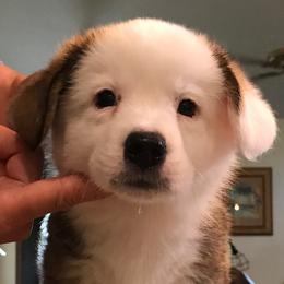 Cardigan Welsh Corgi Puppies from Stornoway Cardigan Welsh Corgis