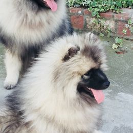 Keeshond Puppies from Windrift