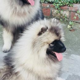 Keeshond Puppies from Windrift