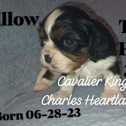 Willow - Tri-color Cavalier King Charles Spaniel puppy in Broken Arrow, Oklahoma from Cavalier King Charles Heartland