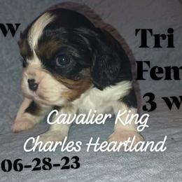 Willow - Tri-color Cavalier King Charles Spaniel puppy in Broken Arrow, Oklahoma from Cavalier King Charles Heartland