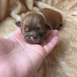 Augustus May - Liver male Shih Tzu puppy in Jenks, Oklahoma from Northstar Shih Tzu