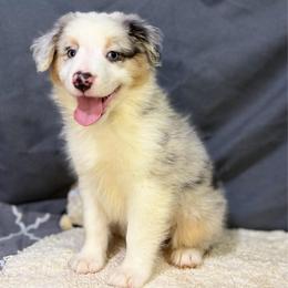 Dotty - Blue merle female Miniature American Shepherd puppy in Clinton, Missouri from Mockingbirds American Minis
