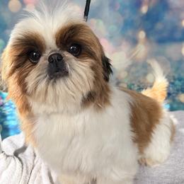 Boy 1 - Shih Tzu puppy in New York, New York from Falling Star
