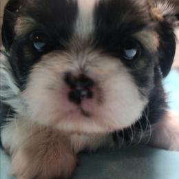 Boy 1 - Black and white male Shih Tzu puppy in Belleville, Michigan from Patricia's Heavenly Earth Angels