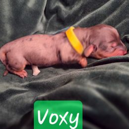 Girl 1 - female Dachshund puppy in Lubbock, Texas from Wagging Tails