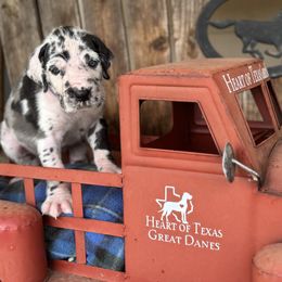 Birdie May - Harlequin female Great Dane puppy in Wimberley, Texas from Heart of Texas Great Danes