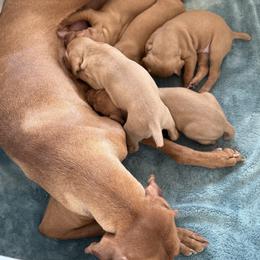 Vizsla Puppies from Firestone Vizslas
