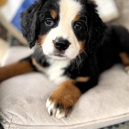 Bernese Mountain Dog Puppies from Timeless Cottage Homestead Bernese