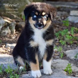 Winnie - Black tri female Miniature Australian Shepherd puppy in Evant, Texas from Lazy VT Bar Ranch