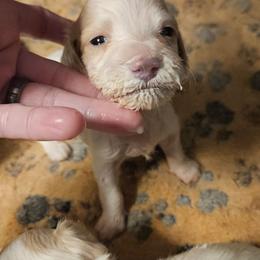 Winnifred - Cream female Dachshund puppy in Pocasset, Massachusetts from Dachs of the Bay