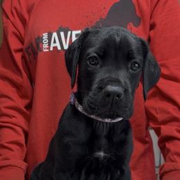 Purple collar - Black female Cane Corso puppy in Clewiston, Florida from Far From Average Kennels