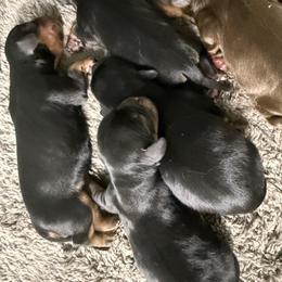 Boy 2 - Black and tan male Cavalier King Charles Spaniel puppy in Boring, Oregon from Green Acres Nextgen