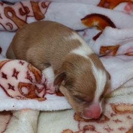 Cowboy - Red and white male American Corgi puppy in Kennewick, Washington from Corgis of Tricities