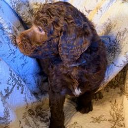 Grey Collar Boy - Silver-beige  male Poodle puppy in Oklahoma City, Oklahoma from Velvet Standards