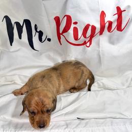 Magnus - Dapple male Dachshund puppy in Homosassa, Florida from SAN’S Dachshunds