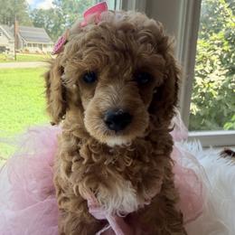 Pekingese, Poodle, and Shih Tzu Puppies from Happy puppies