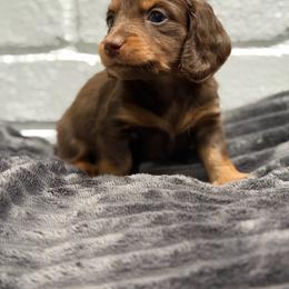 Henry - Chocolate and tan male Dachshund puppy in Red Bluff, California from Down The Hill Potterdale