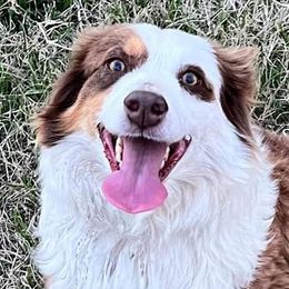 Aussiedoodles, Miniature Australian Shepherds, and Poodles from T6 Mini Aussies