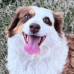 Aussiedoodles, Miniature Australian Shepherds, and Poodles from T6 Mini Aussies