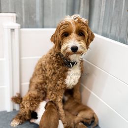 Kitts - Goldendoodle