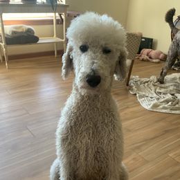 Emma - Goldendoodle