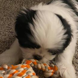 Shih Tzus from Case Inlet Shih Tzu