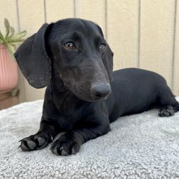 Black Jack - Dachshund